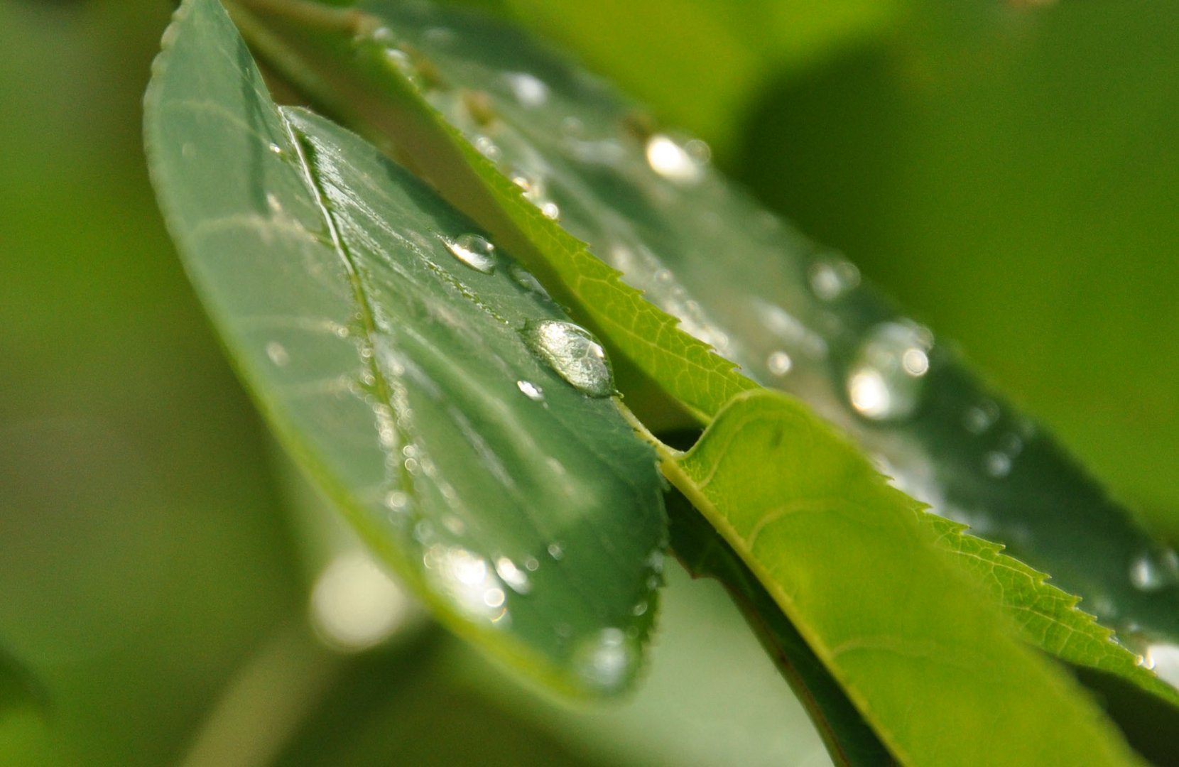 Nach dem Regen