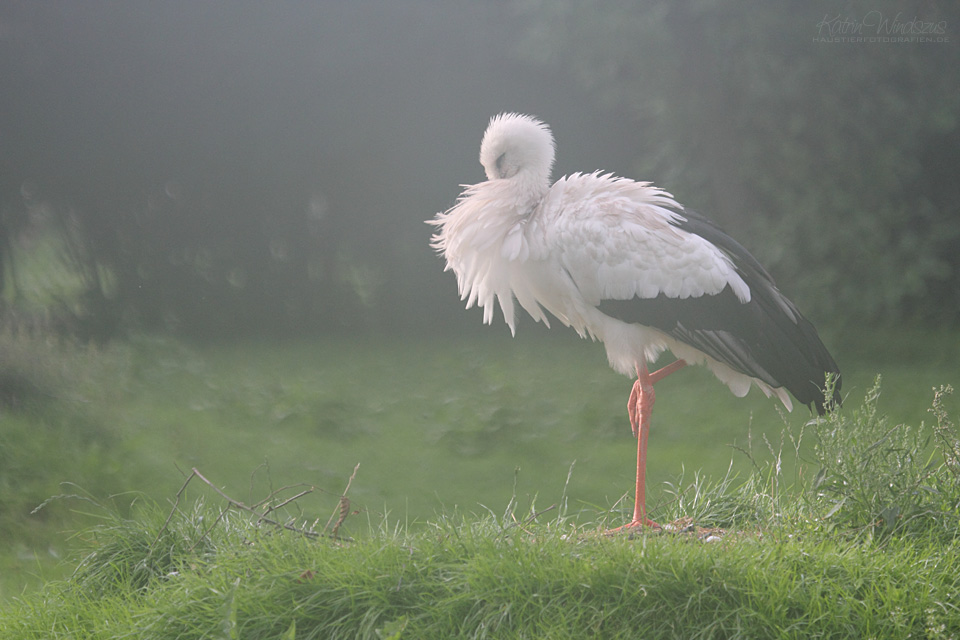 ... nach dem Regen ...