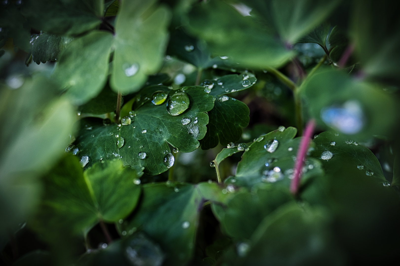 nach dem Regen