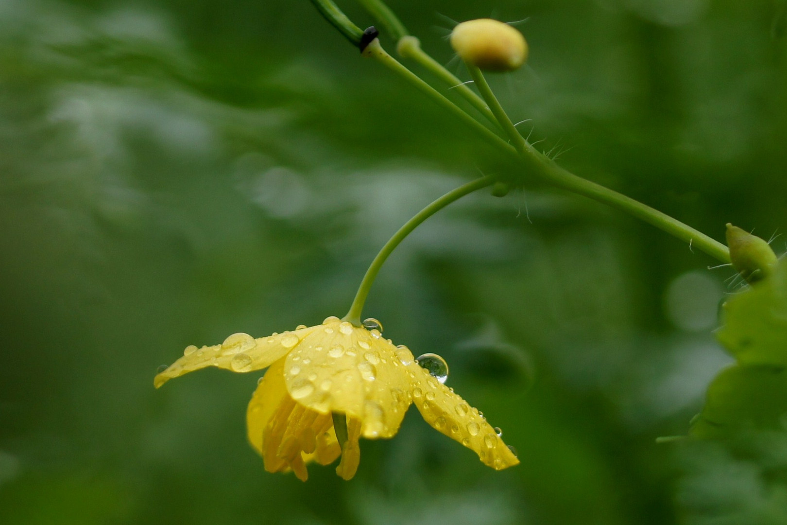 Nach dem Regen