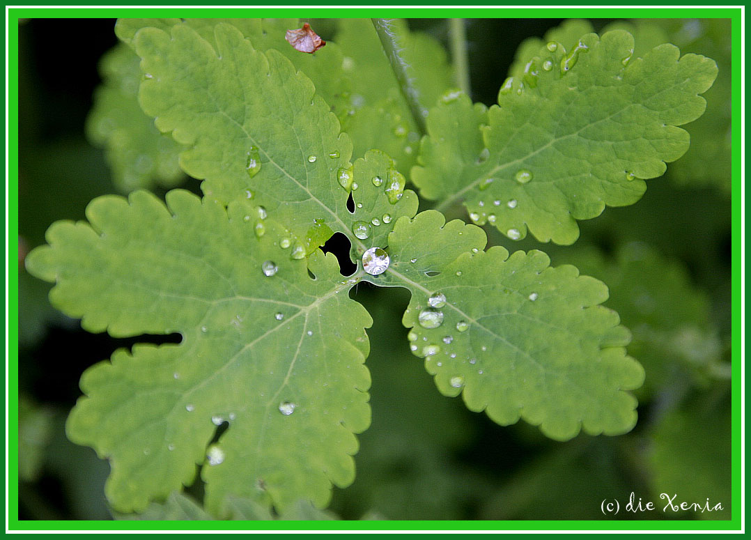 Nach dem Regen