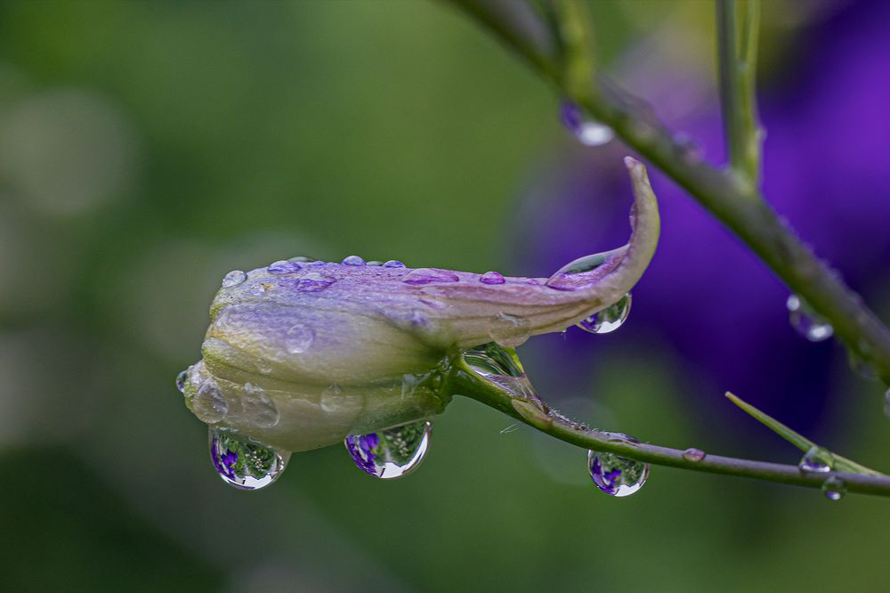 nach dem Regen