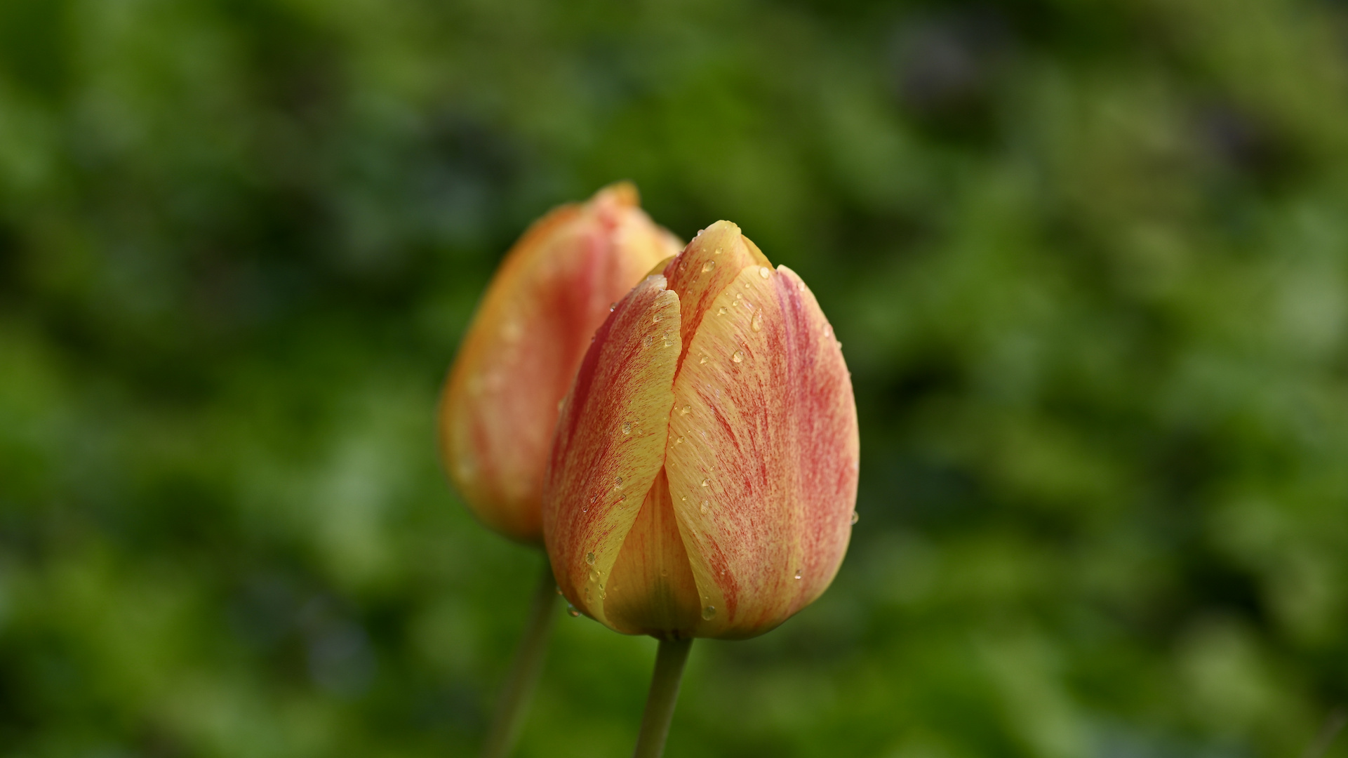 nach dem Regen