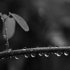 Nach dem Regen