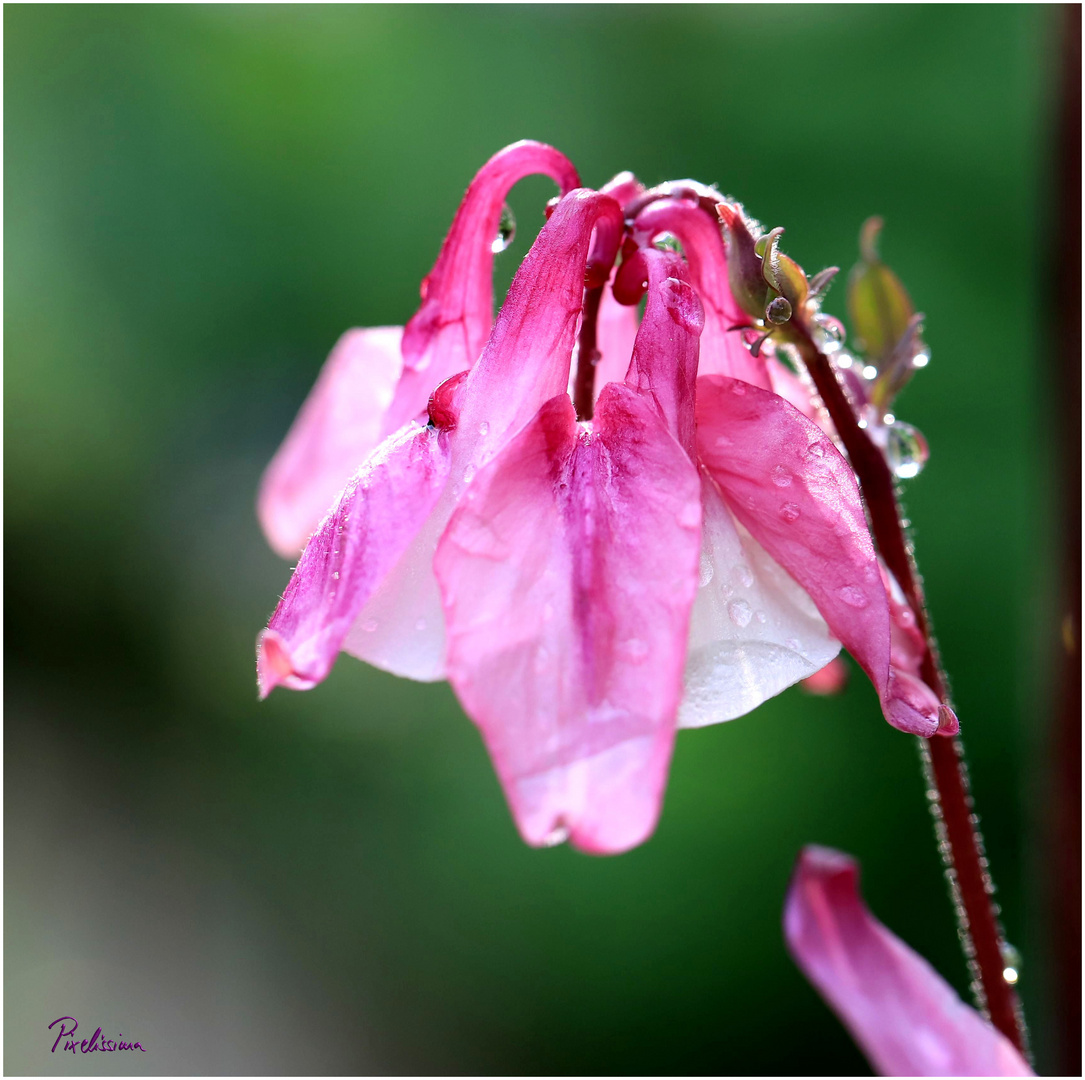 Nach dem Regen