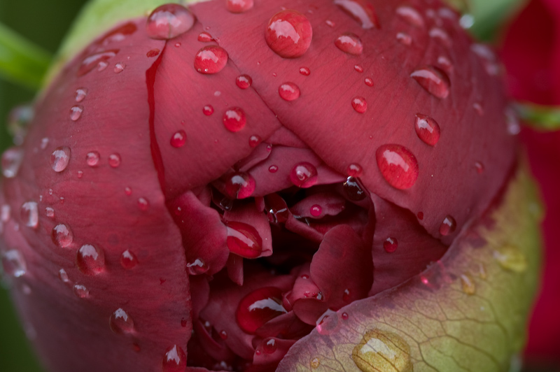 Nach dem Regen