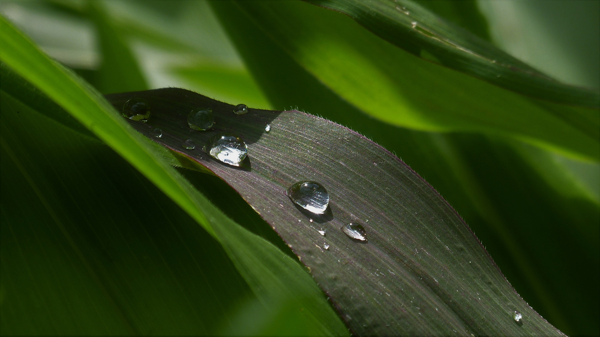 Nach dem Regen.