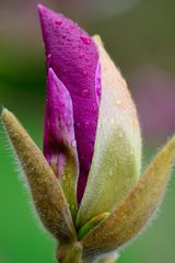 Nach dem Regen