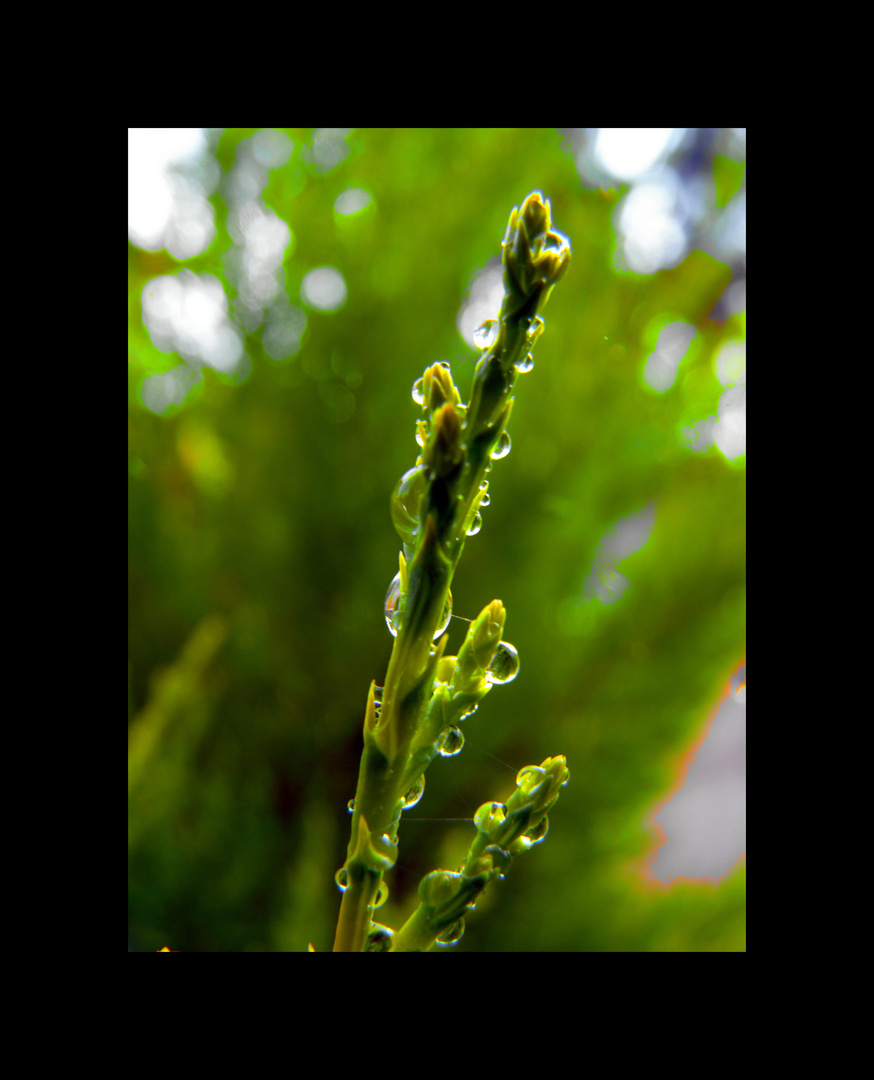 Nach dem Regen