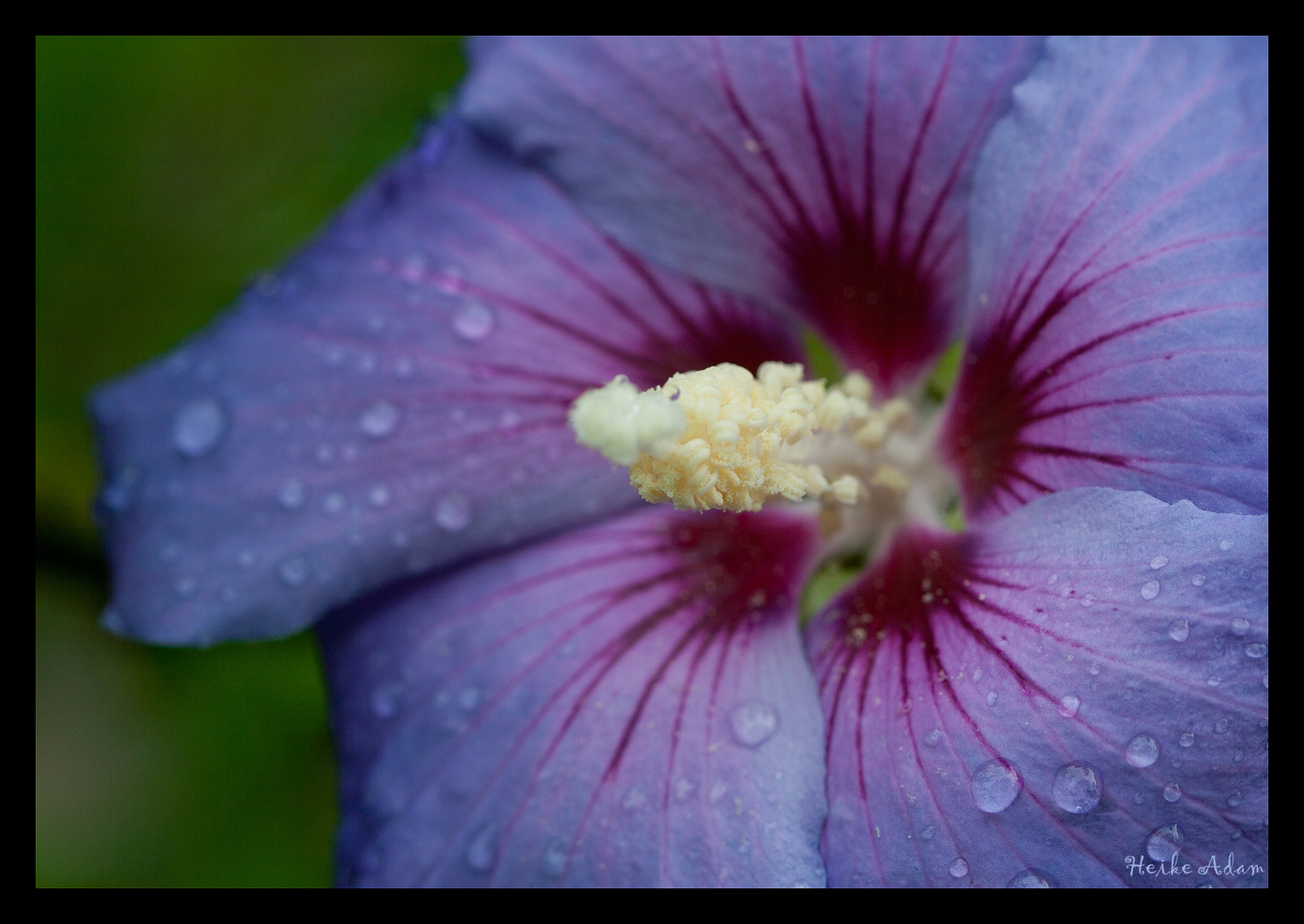 Nach dem Regen ....