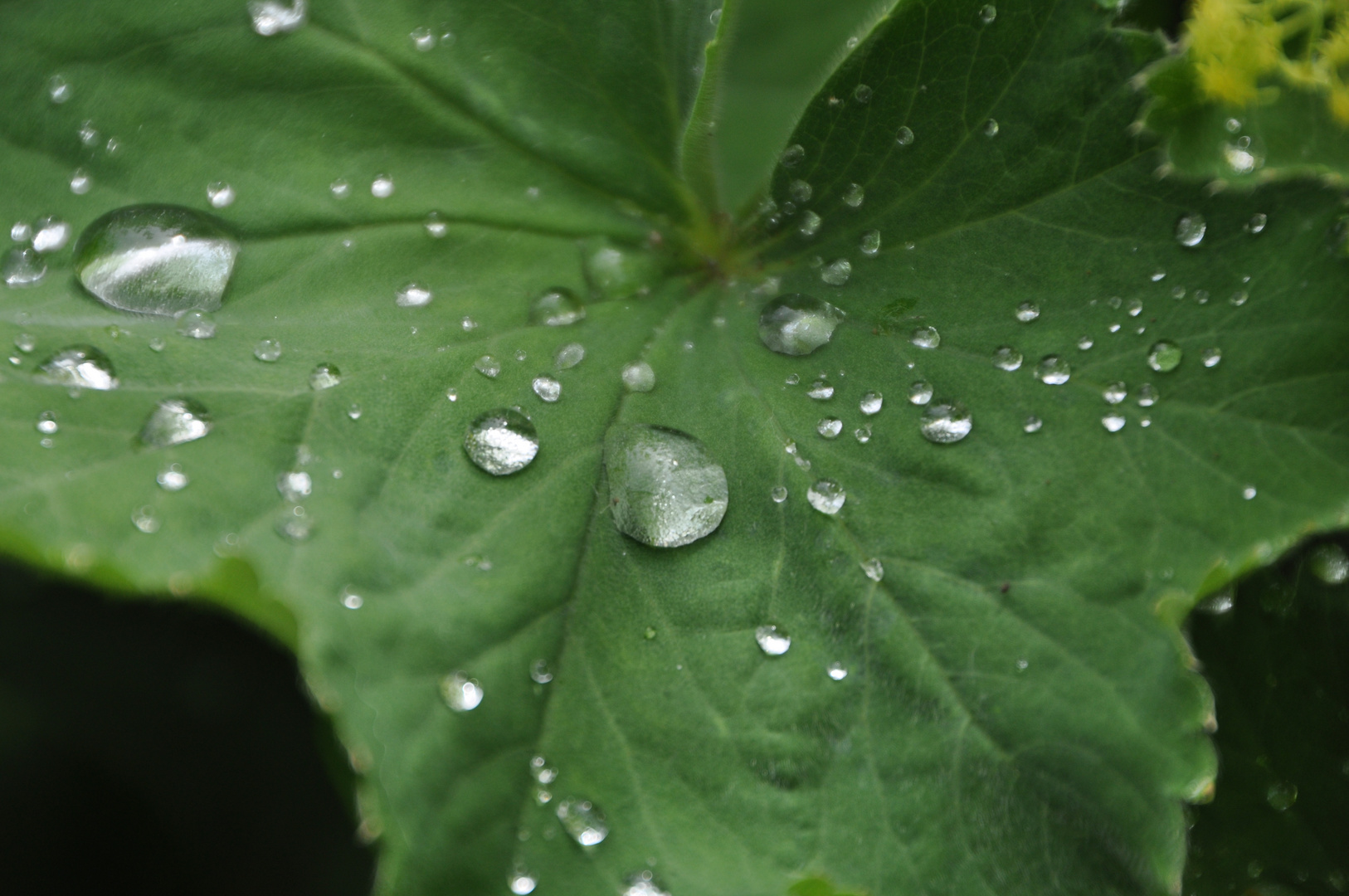 Nach dem Regen