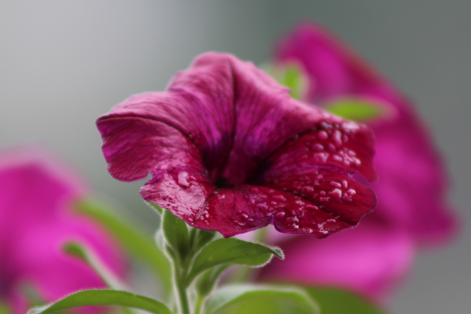 Nach dem Regen