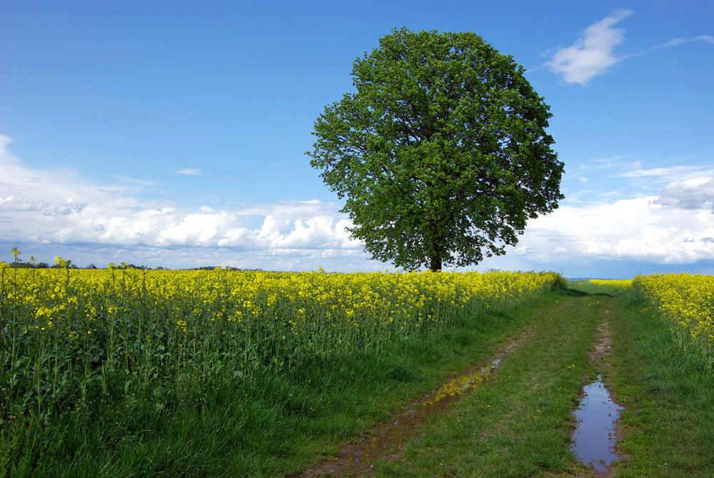 Nach dem Regen