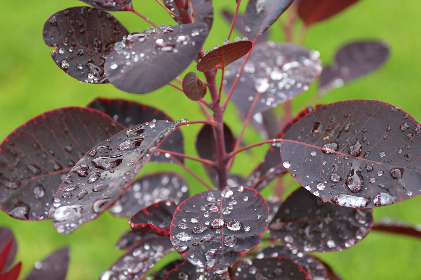 nach dem Regen