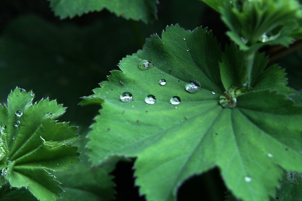 Nach dem Regen