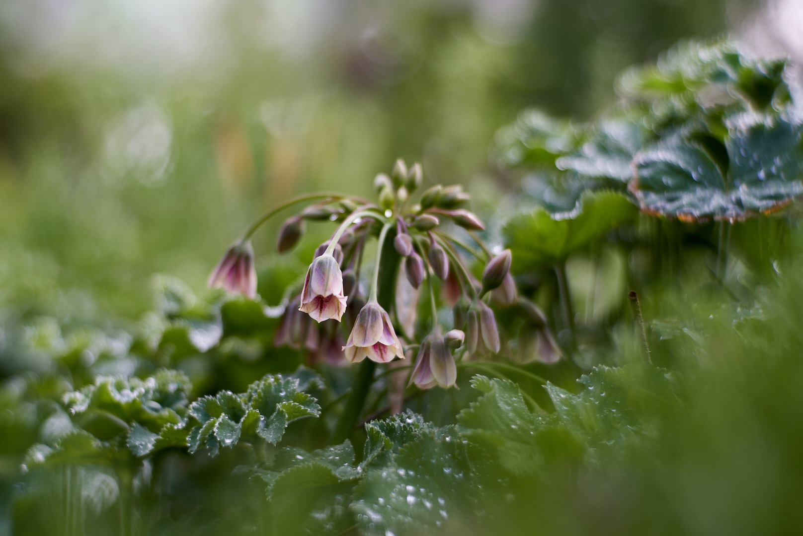 Nach dem Regen...