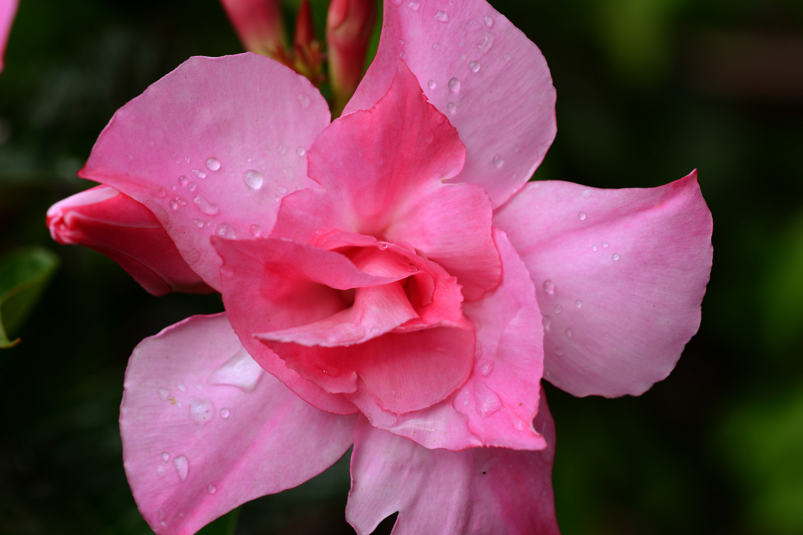 nach dem Regen....