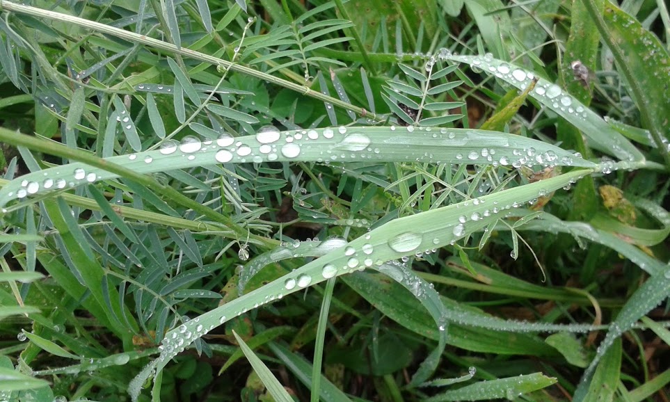 Nach dem Regen