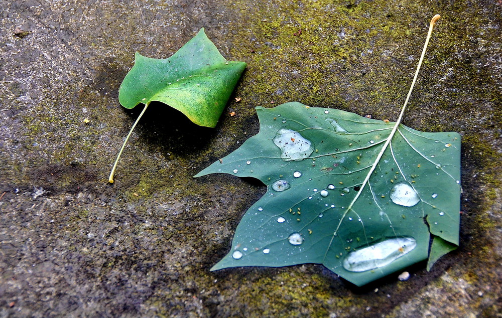 Nach dem Regen