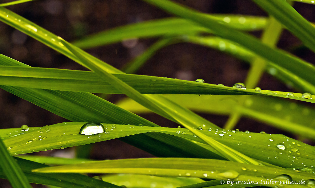 Nach dem Regen