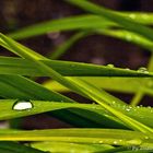 Nach dem Regen