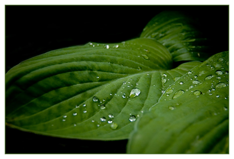 Nach dem Regen