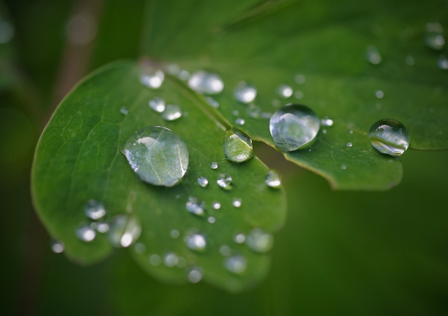 Nach dem Regen 