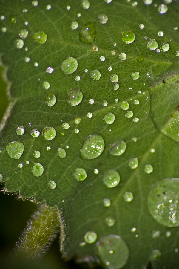 Nach dem Regen...