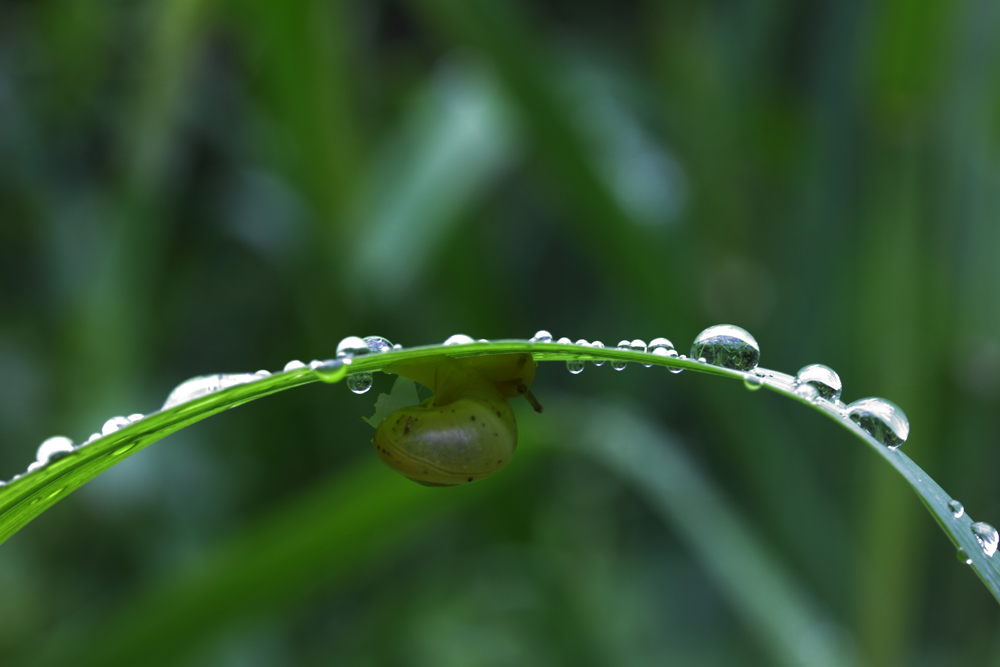 Nach dem Regen