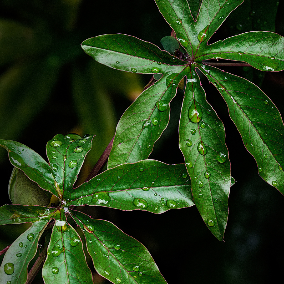 nach dem regen