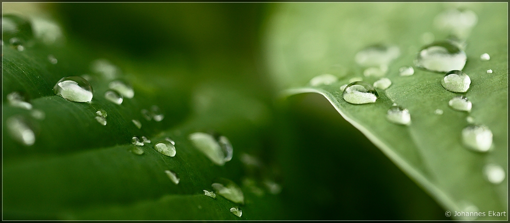 nach dem Regen