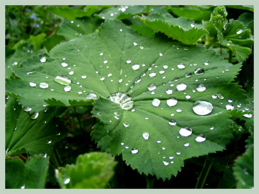 nach dem regen...