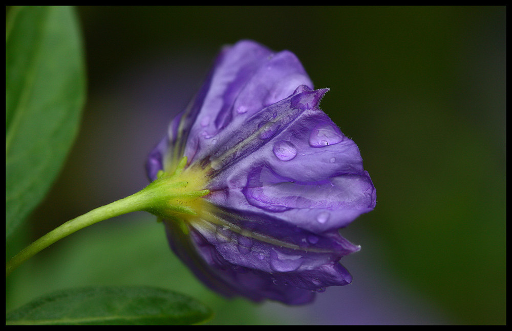 nach dem Regen...