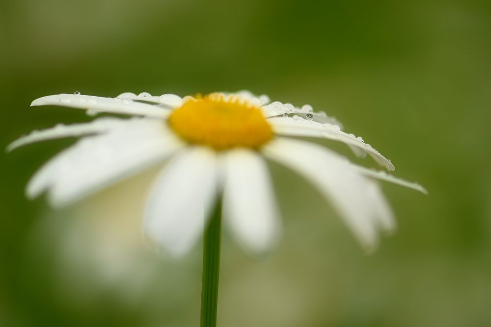 nach dem Regen... 