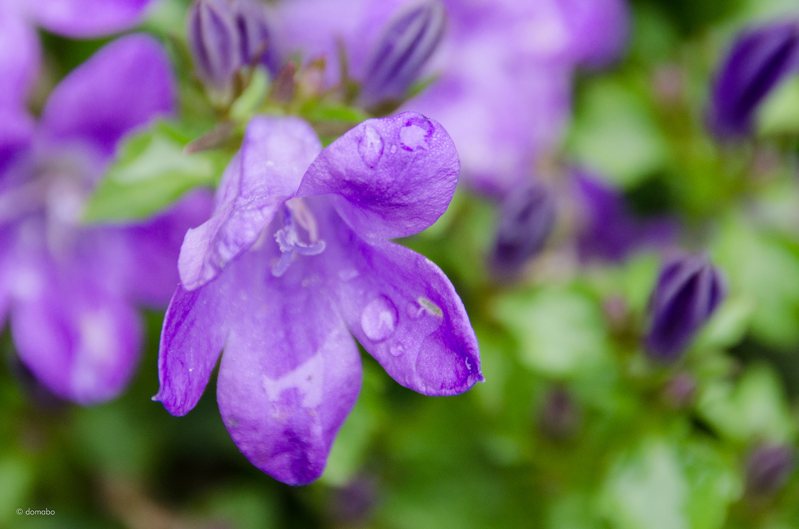 nach dem Regen