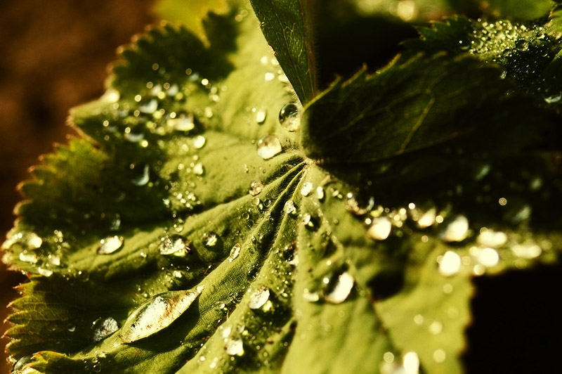 Nach dem Regen