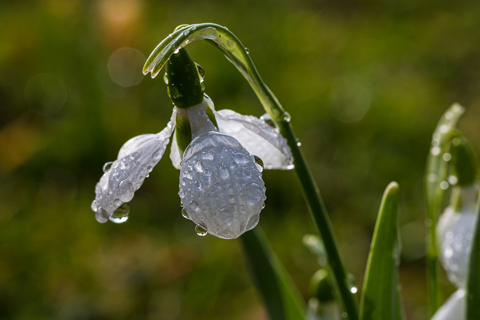 Nach dem Regen