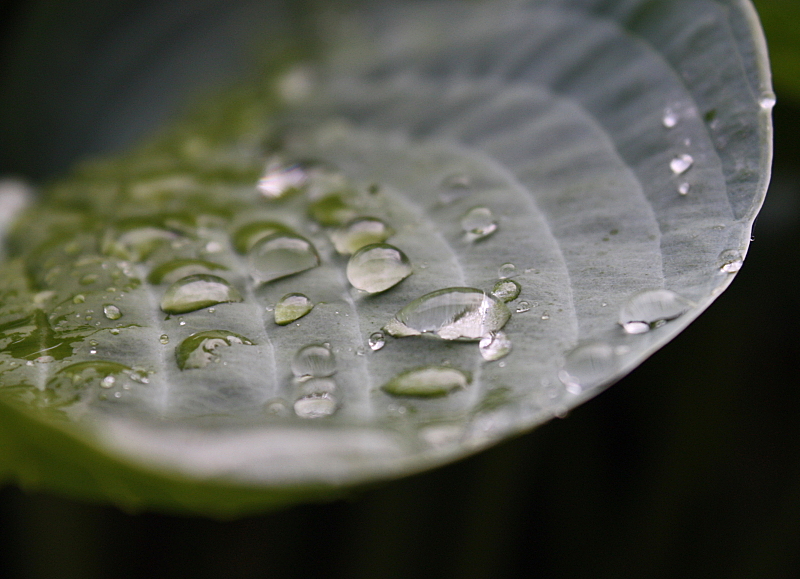 Nach dem Regen...