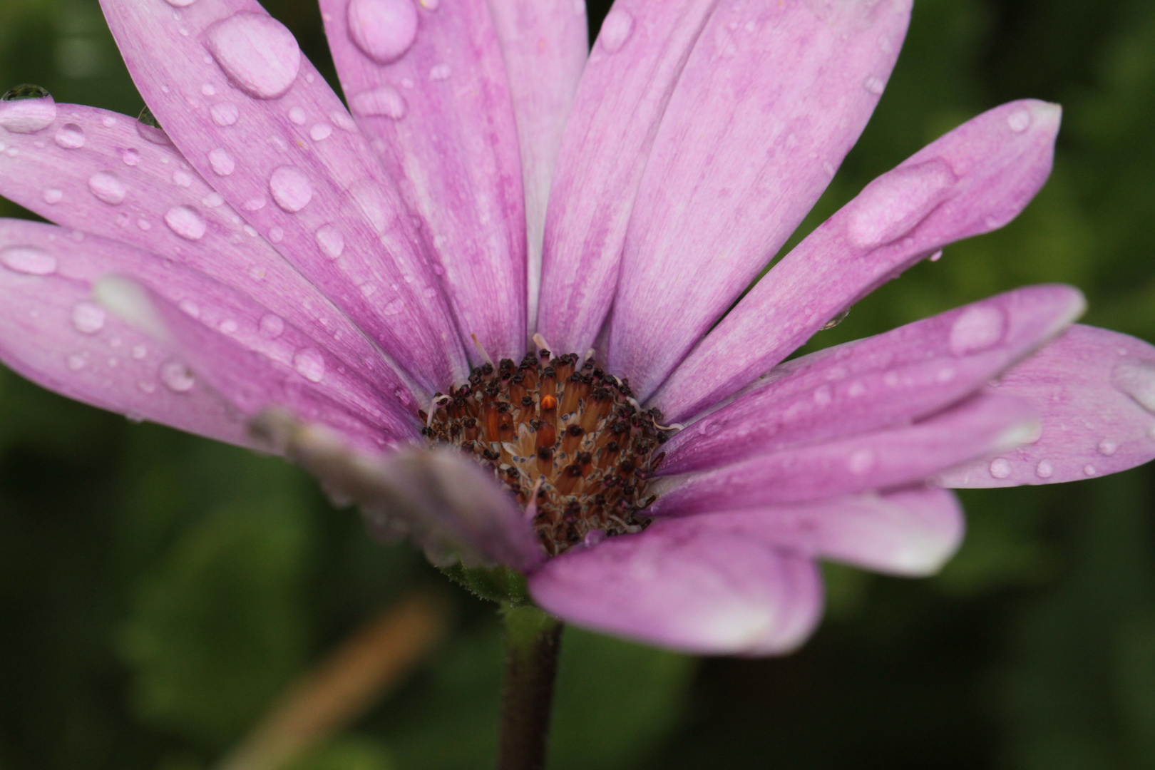 nach dem Regen....