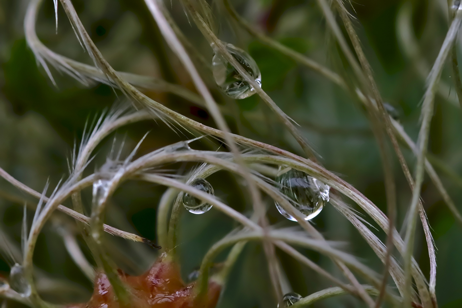 nach dem Regen