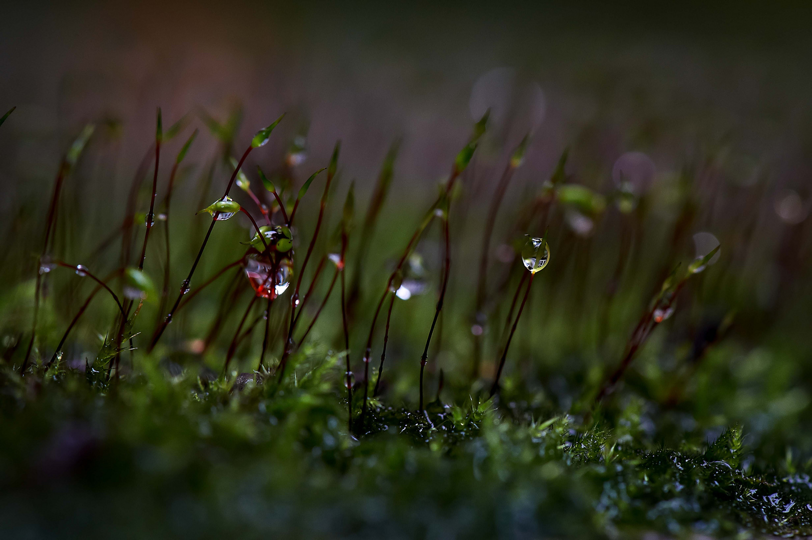 nach dem Regen