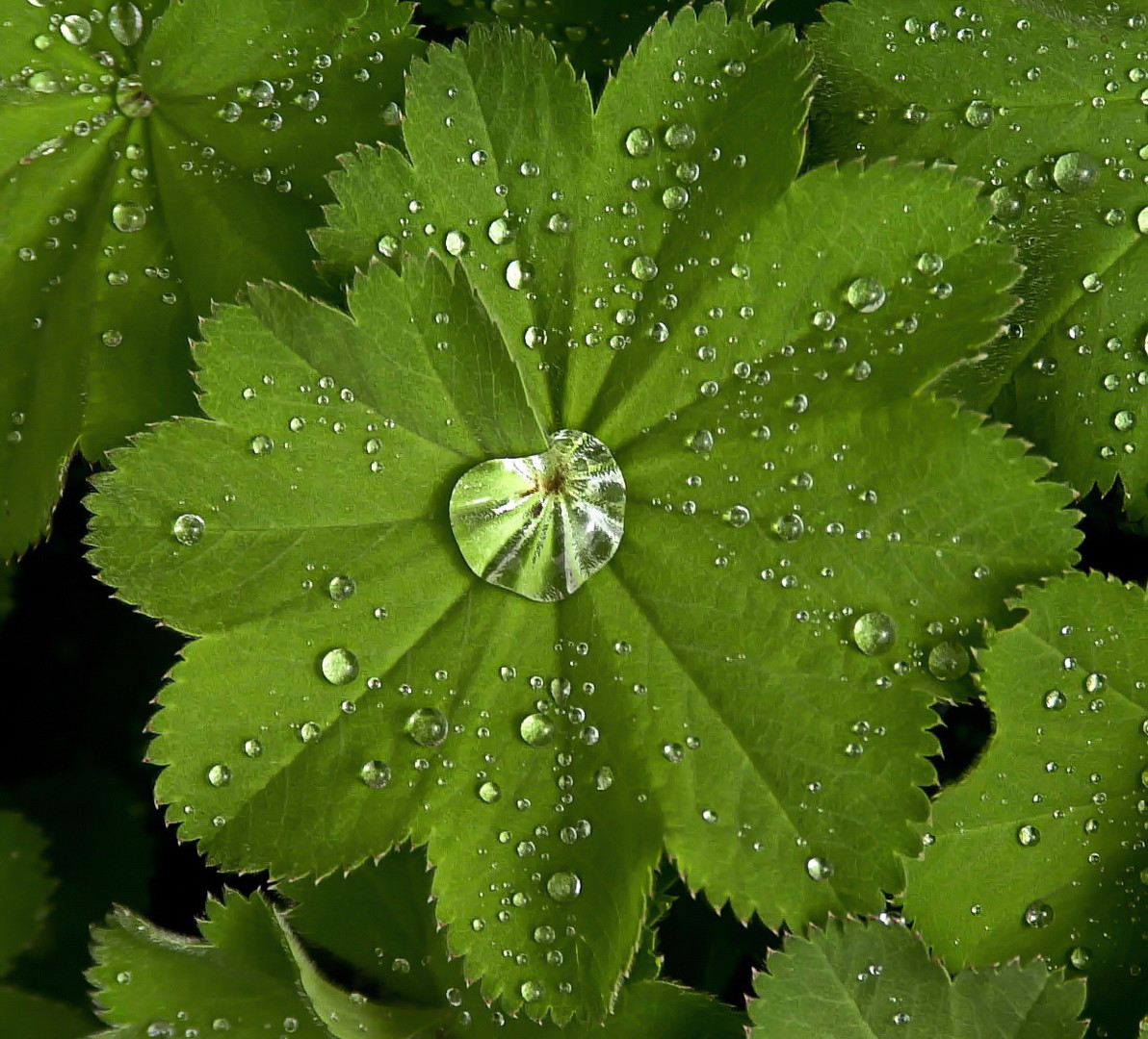 Nach dem Regen