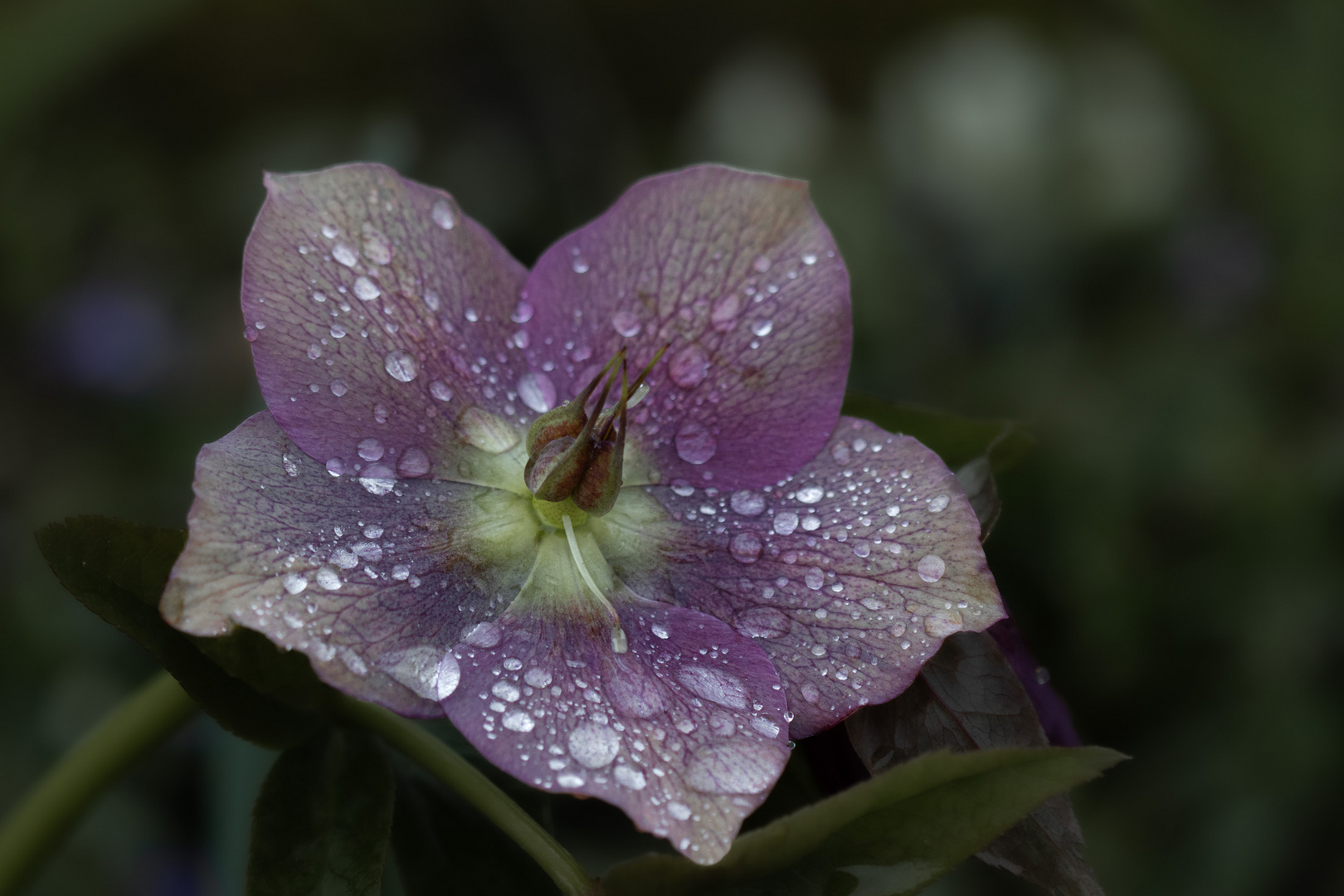 Nach dem Regen