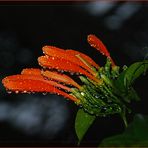 Nach dem Regen