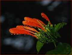 Nach dem Regen