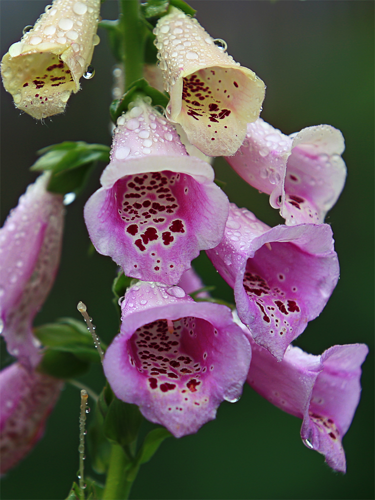 ... nach dem Regen!