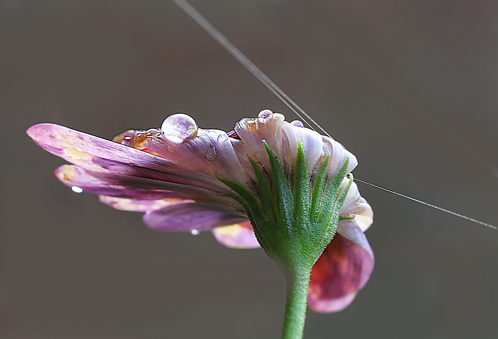 Nach dem Regen