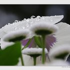 Nach dem Regen