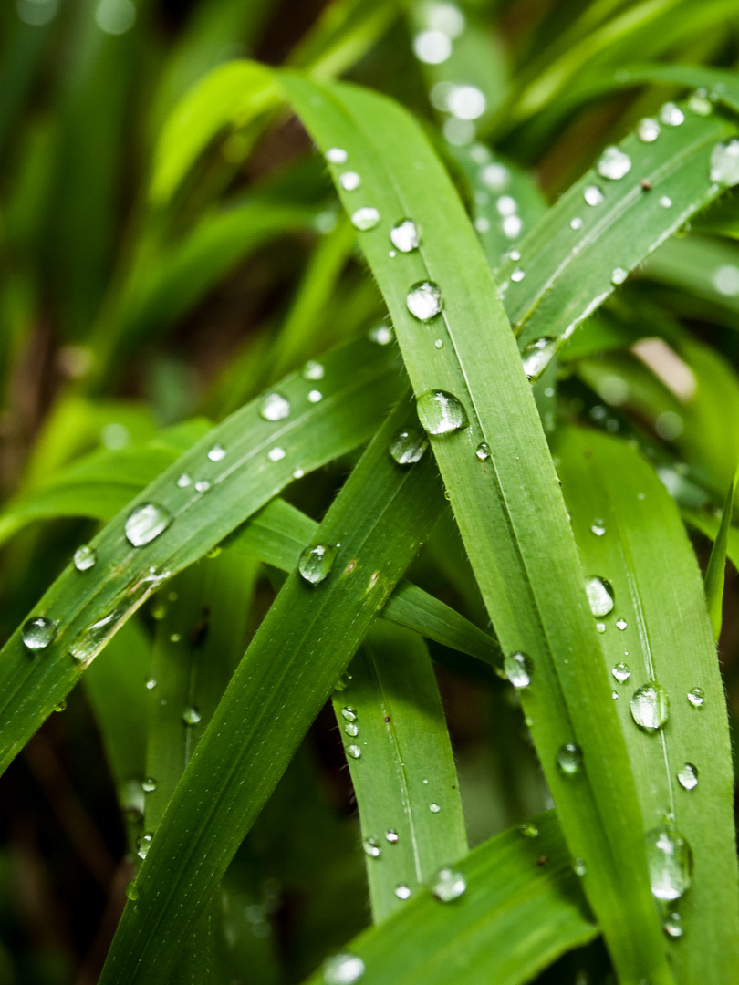 Nach dem Regen