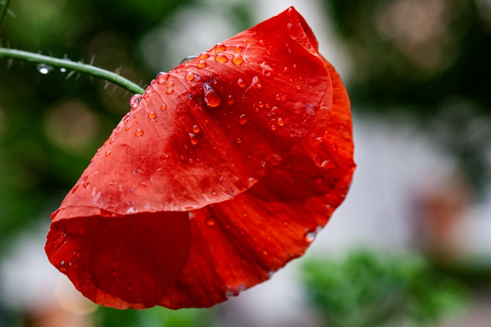 nach dem Regen